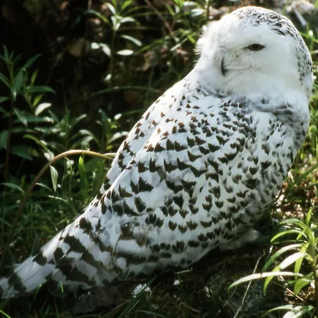 Appartamento Il Barbagianni