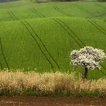 Il Barbagianni Apartamento *