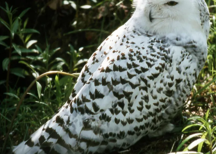 דירה Il Barbagianni